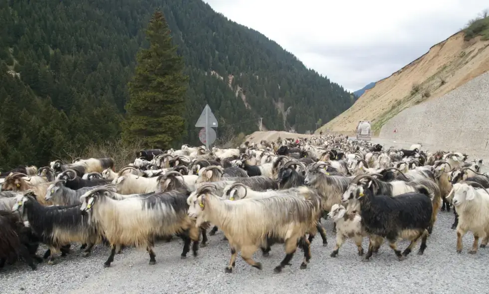 Začenja se gradnja avtoceste Sibiu-Făgăraș.